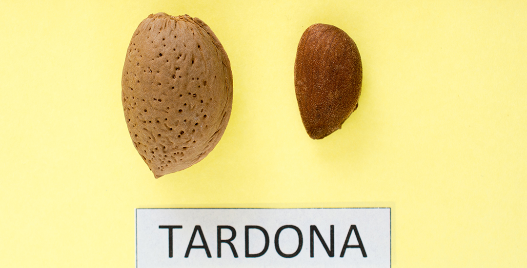 Tardona CebasFruit